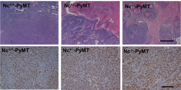 figures from research paper on Nischarin and metformin